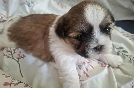 Shih tzu piesek i suczka