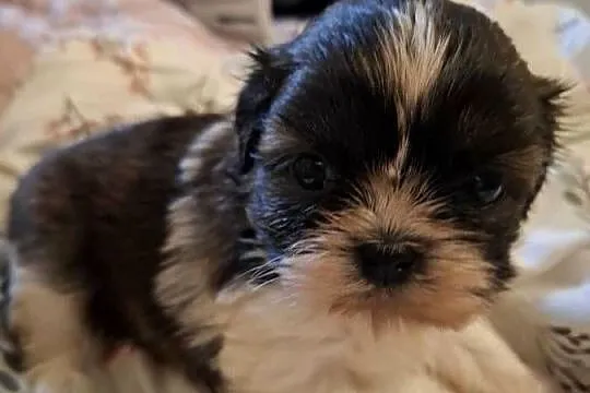 Shih tzu piesek i suczka, Wielkopolskie, Gostyń