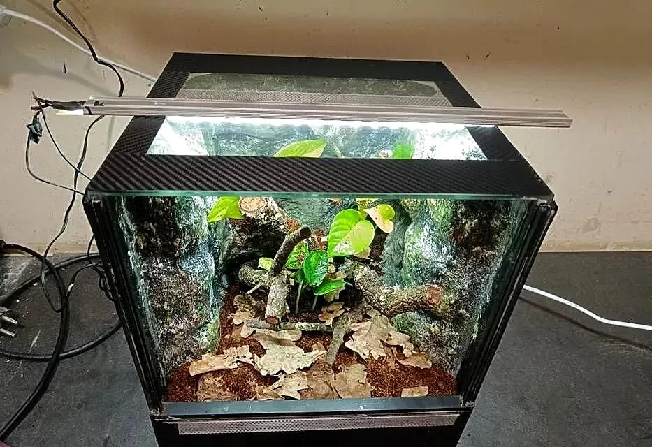 Terrarium 30x30x30 z gekonami płaczącymi, Wielkopolskie, Ostrów Wielkopolski