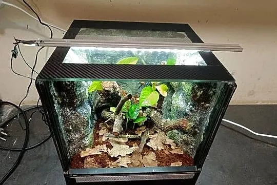 Terrarium 30x30x30 z gekonami płaczącymi, Wielkopolskie, Ostrów Wielkopolski