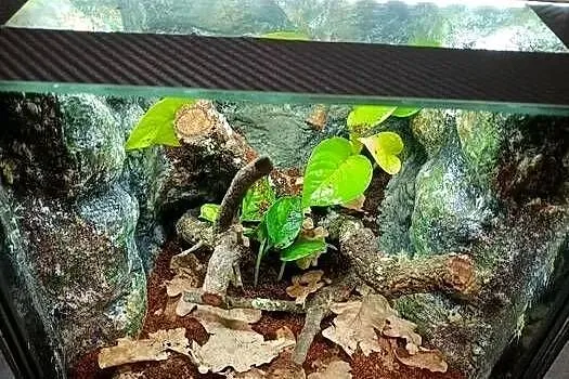 Terrarium 30x30x30 z gekonami płaczącymi, Wielkopolskie, Ostrów Wielkopolski