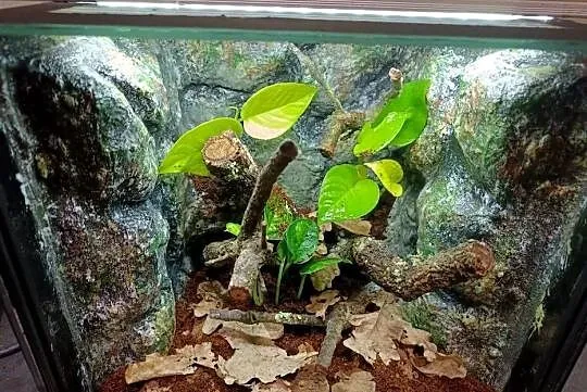 Terrarium 30x30x30 z gekonami płaczącymi, Wielkopolskie, Ostrów Wielkopolski