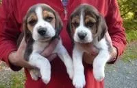 słodkie i uroczy Beagle gotowy do adopcji szczenięta