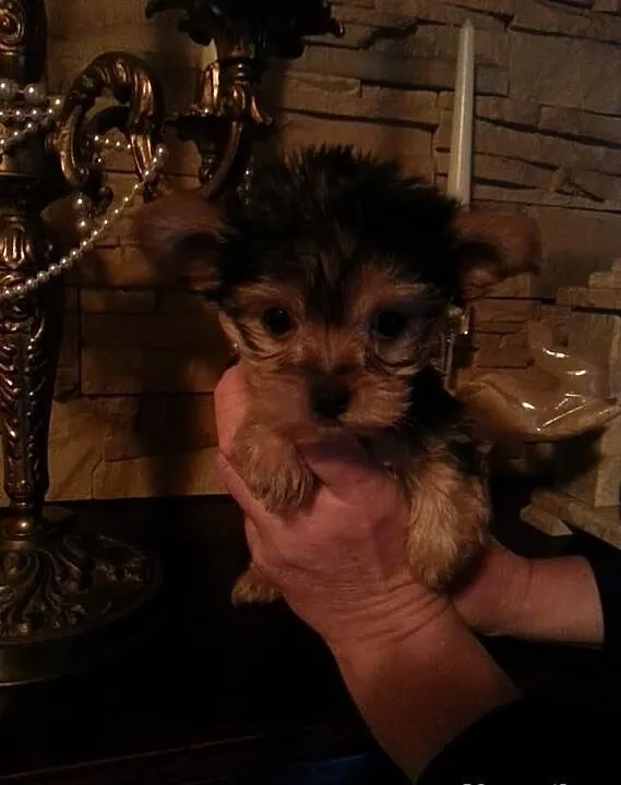Yorkshire terrier prześliczna malutka suczka