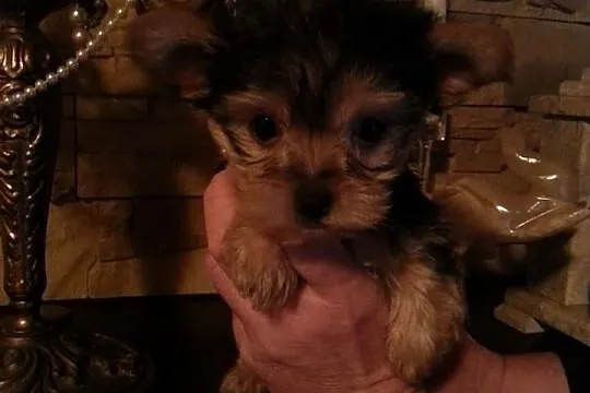 Yorkshire terrier prześliczna malutka suczka