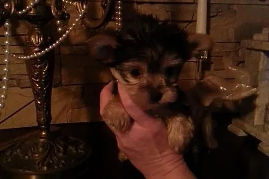 Yorkshire terrier prześliczna malutka suczka