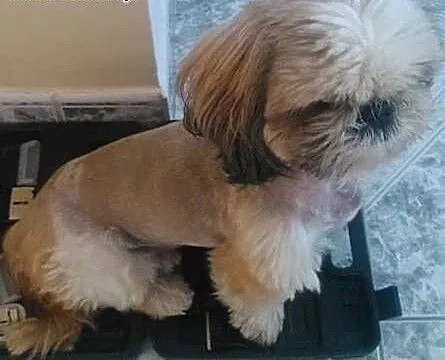 Shih tzu dorosła miniaturka, śląskie Częstochowa