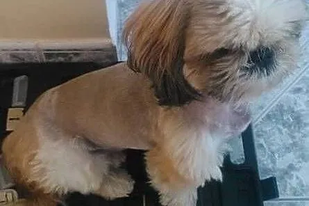 Shih tzu dorosła miniaturka,  śląskie Częstochowa