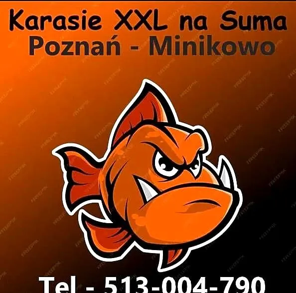 Karasie XXL - POZNAŃ Karasie SUMA, Wielkopolskie, Poznań