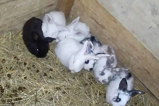 Młode króliki 3,5 miesięczne, Lubelskie, Sułoszyn