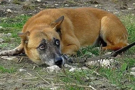 Norka-nieśmiała i wstydliwa sunia szuka bezpieczne