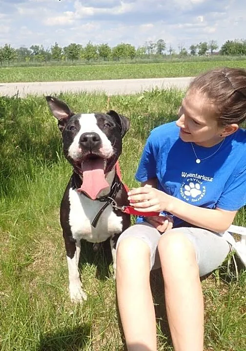Diablo amstaff do adopcji FILM, mazowieckie Warsz