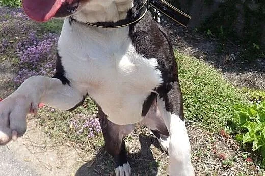 Diablo amstaff do adopcji FILM,  mazowieckie Warsz