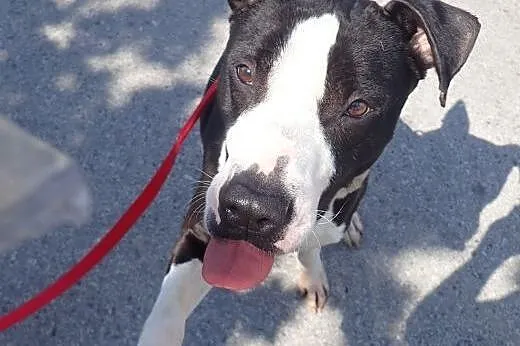 Diablo amstaff do adopcji FILM,  mazowieckie Warsz