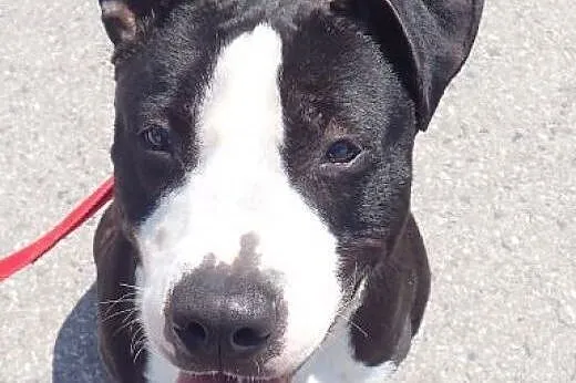 Diablo amstaff do adopcji FILM,  mazowieckie Warsz