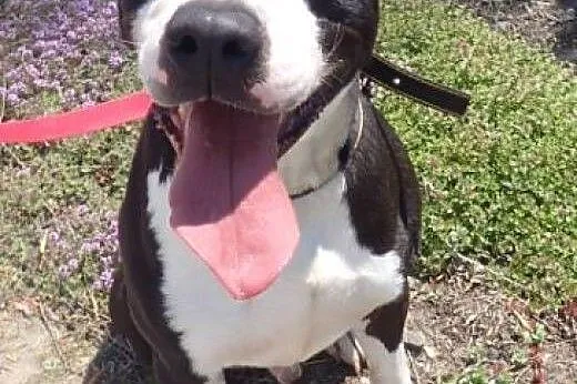Diablo amstaff do adopcji FILM,  mazowieckie Warsz