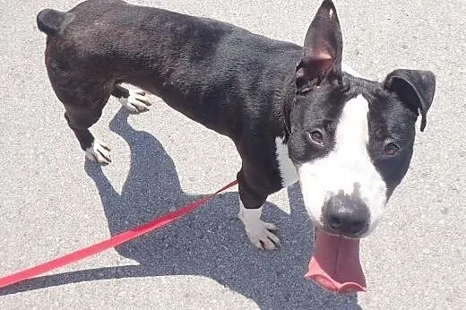 Diablo amstaff do adopcji FILM,  mazowieckie Warsz