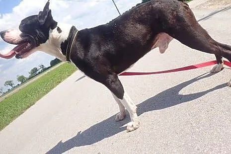 Diablo amstaff do adopcji FILM,  mazowieckie Warsz