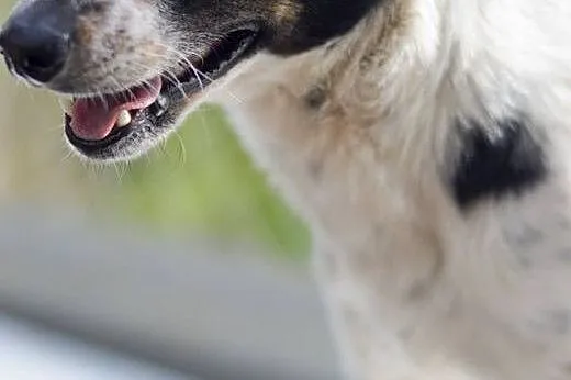 Niewielki wesołek,energiczny Wituś do adopcji!,  K