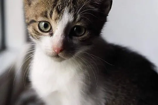 3-miesięczny kot i kotka do adopcji!,  śląskie Czę, Częstochowa