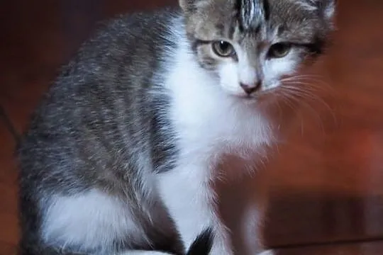 3-miesięczny kot i kotka do adopcji!,  śląskie Czę, Częstochowa