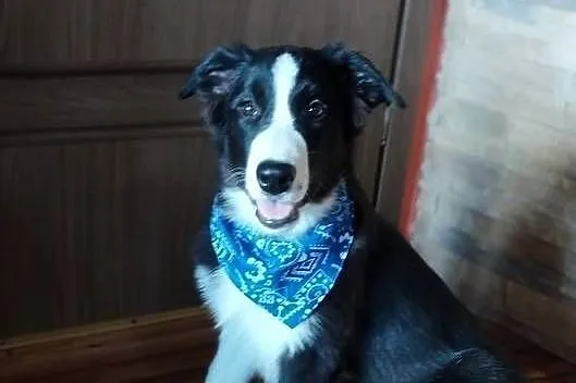 Border Collie szczeniak czarno- biały piesek