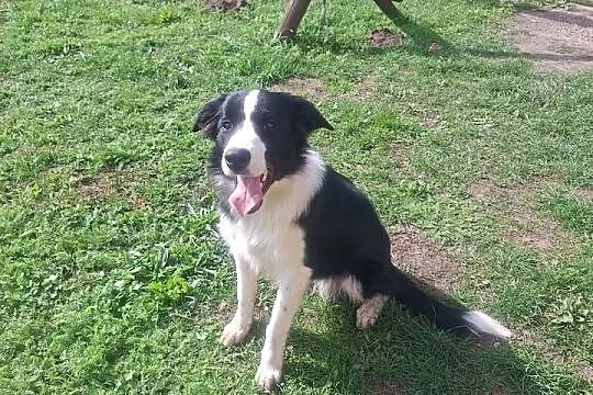 Border Collie szczeniak czarno- biały piesek, Dolnośląskie, Ziębice