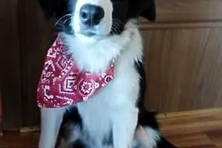 Border Collie szczeniak czarno- biały piesek, Dolnośląskie, Ziębice