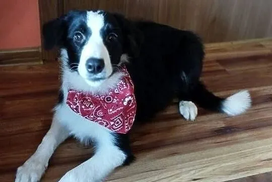 Border Collie szczeniak czarno- biały piesek, Dolnośląskie, Ziębice