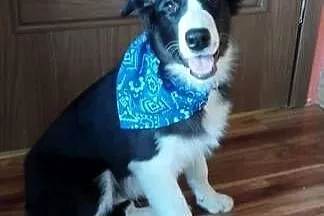 Border Collie szczeniak czarno- biały piesek, Dolnośląskie, Ziębice