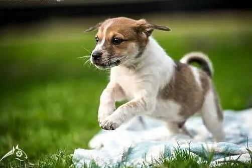 Fajniusi i cudaczny - szczeniak do adopcji,  mazow
