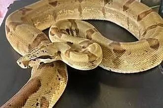 Boa cesarski imperator samiczka, Dolnośląskie, Wałbrzych