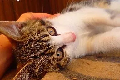 Lola- śliczna kotka szuka domu FILMIK,  łódzkie Łó