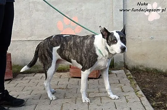 Nuka - suczka w typie amstaffa, Mazowieckie, Nowy Dwór Mazowiecki