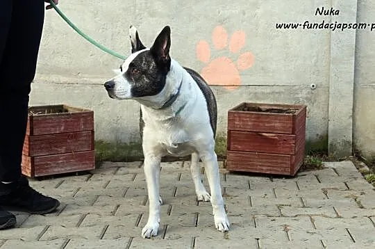 Nuka - suczka w typie amstaffa, Mazowieckie, Nowy Dwór Mazowiecki