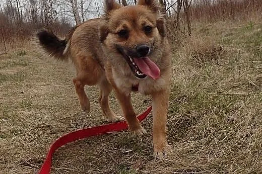 Luna malutka  sunia w typie liska,  mazowieckie Warszawa