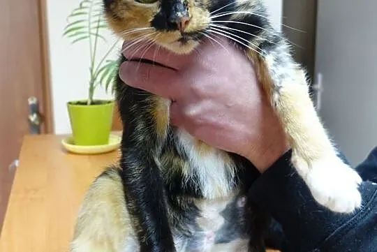 Kotka Mini szuka domu