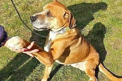 BOSS - piękny, wpatrzony w człowieka psiak szuka domu!, Małopolskie, Kraków