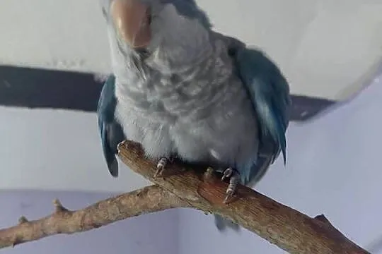 Sprzedam mniche nizinną ręcznie karmioną