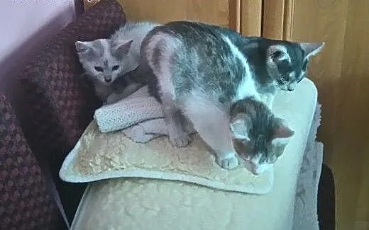 Oddam kocurki w dobre ręce. Pilnie potrzebują domu