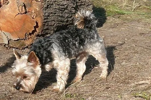 Yorkshire Terrier - reproduktor- nie na sprzedaż, 
