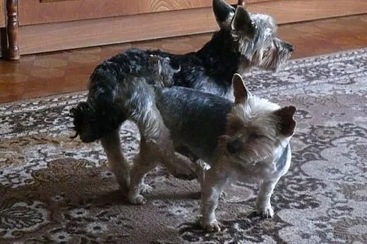 Yorkshire Terrier - reproduktor- nie na sprzedaż, 