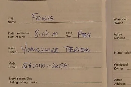 Yorkshire Terrier - reproduktor- nie na sprzedaż, 
