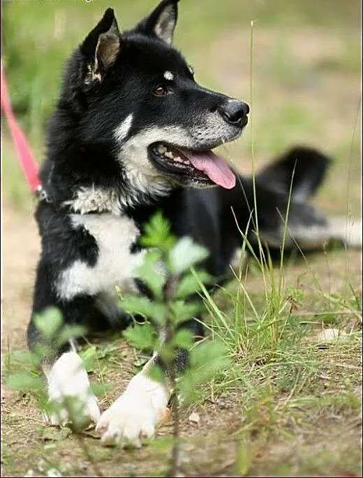 Cudny Mono w typie husky :), warmińsko-mazurskie
