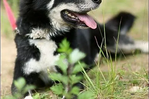 Cudny Mono w typie husky :), warmińsko-mazurskie Olsztyn