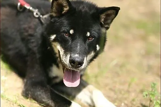 Cudny Mono w typie husky :),  warmińsko-mazurskie 