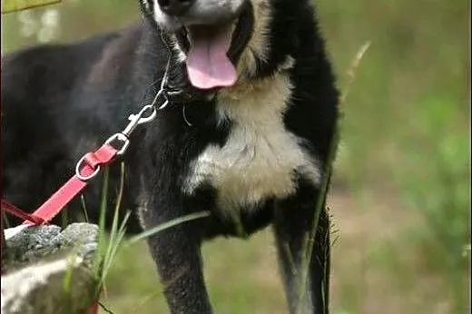 Cudny Mono w typie husky :),  warmińsko-mazurskie 