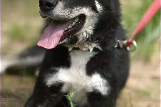 Cudny Mono w typie husky :),  warmińsko-mazurskie 