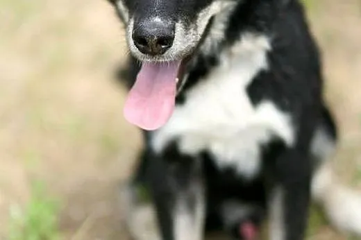 Cudny Mono w typie husky :),  warmińsko-mazurskie 
