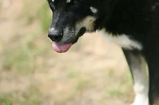 Cudny Mono w typie husky :),  warmińsko-mazurskie 